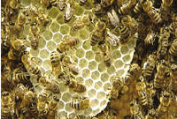 Bienen in der Bautraube