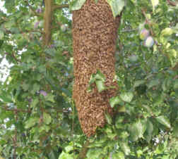 Bienenschwarm im Garten 2009